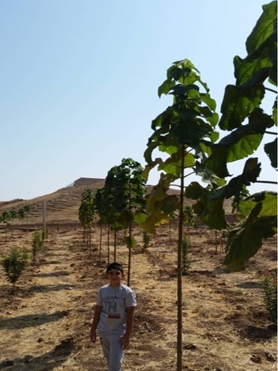 برخی پروژه های کاشت نهال پالونیا هیبریدی طب جو استان ایلام پالونیا ایلام